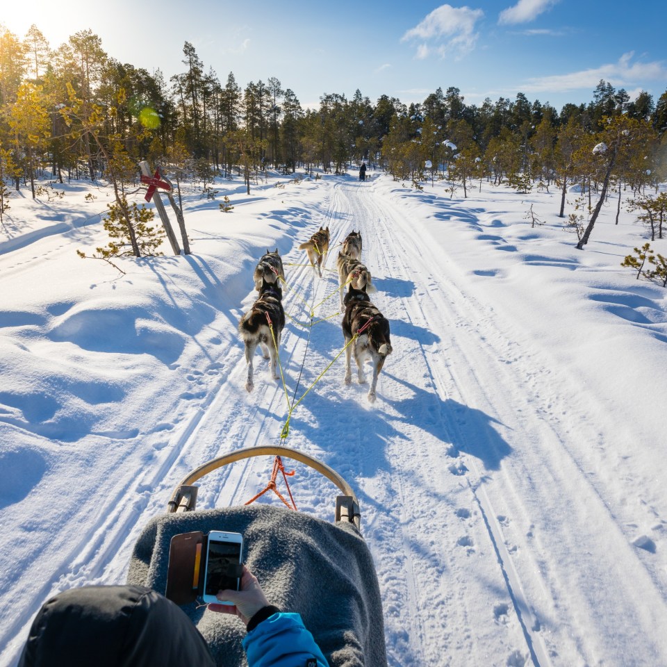 Hundeschlitten Aussicht